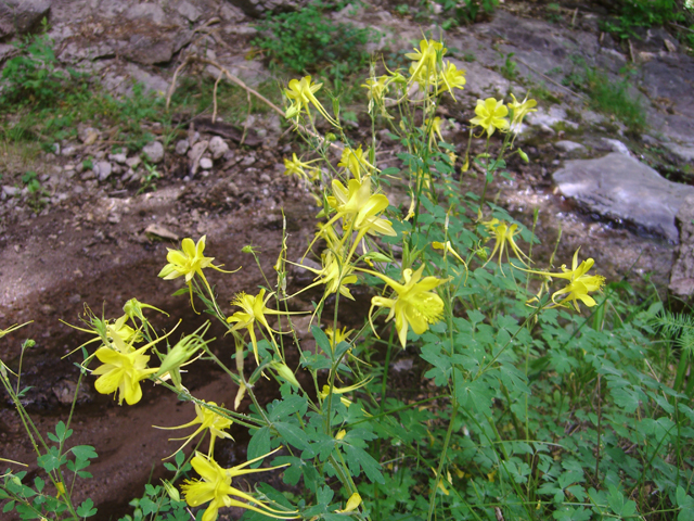 Aquilegia chrysantha (Golden columbine) #20733