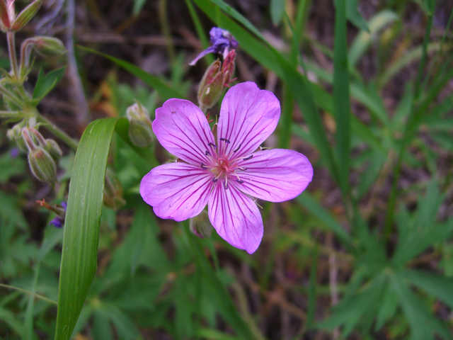 Geranium viscosissimum (Sticky purple geranium) #20740