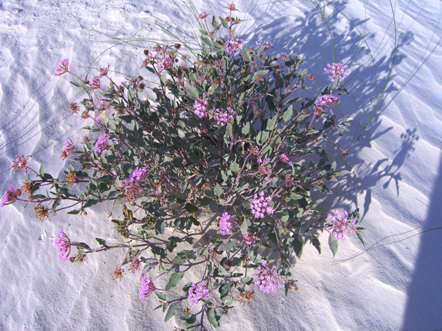 Abronia angustifolia (Purple sand verbena) #20759