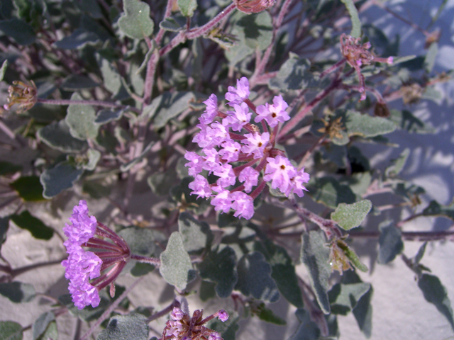 Abronia angustifolia (Purple sand verbena) #20760