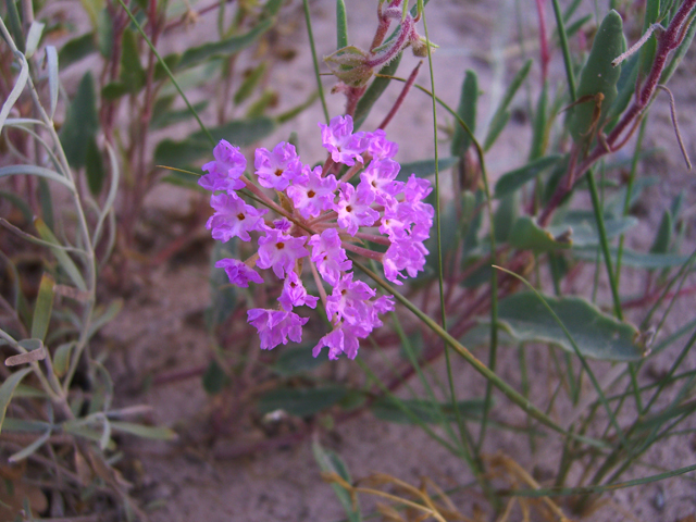 Abronia angustifolia (Purple sand verbena) #20769