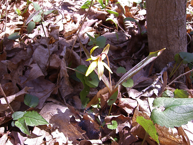 Erythronium americanum (Yellow trout-lily) #27392