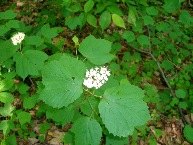 Viburnum acerifolium (Mapleleaf viburnum) #27395
