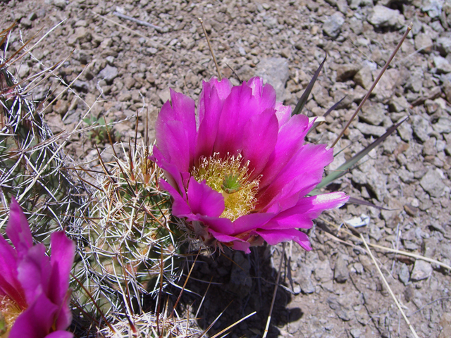 Echinocereus fendleri (Pinkflower hedgehog cactus) #27405