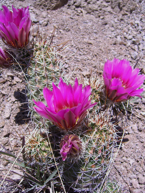 Echinocereus fendleri (Pinkflower hedgehog cactus) #27406
