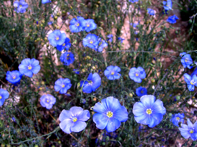Linum lewisii (Wild blue flax) #27419