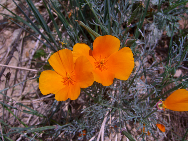 Eschscholzia californica ssp. californica (California poppy) #27420