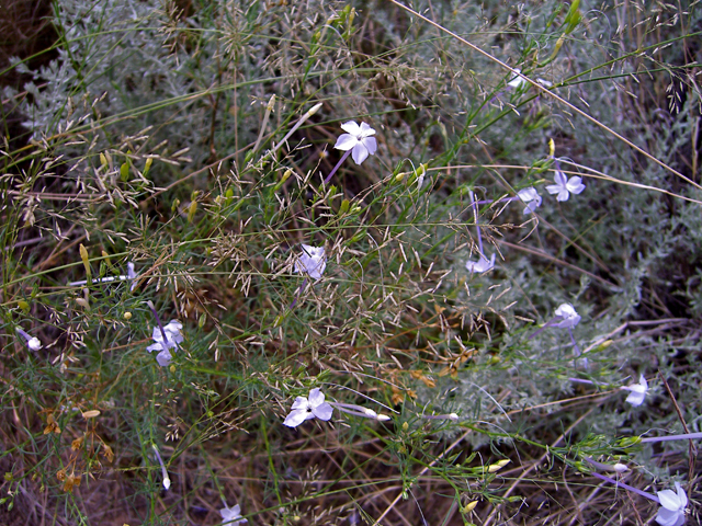 Ipomopsis longiflora (Flaxflowered ipomopsis) #27445