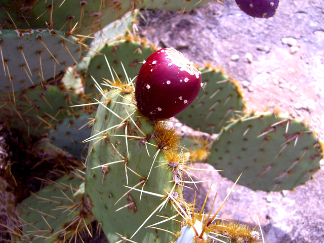 Opuntia engelmannii (Cactus apple) #27447
