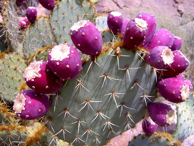 Opuntia engelmannii (Cactus apple) #27448