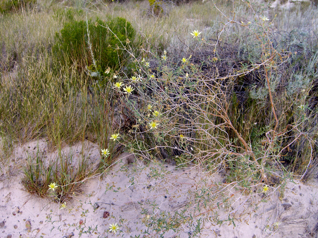 Mentzelia multiflora (Adonis blazingstar) #27450