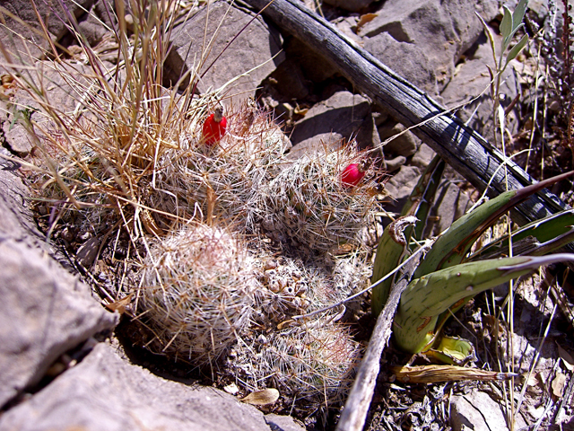 Escobaria tuberculosa (Whitecolumn foxtail cactus) #27462
