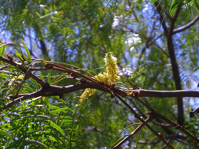 Prosopis glandulosa (Honey mesquite) #27464