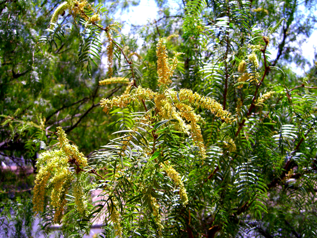 Prosopis glandulosa (Honey mesquite) #27466