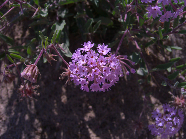 Abronia angustifolia (Purple sand verbena) #27469