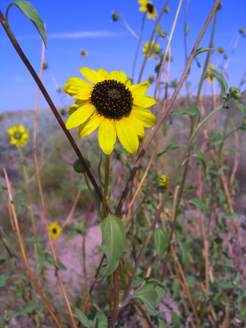 Helianthus petiolaris (Prairie sunflower) #27470