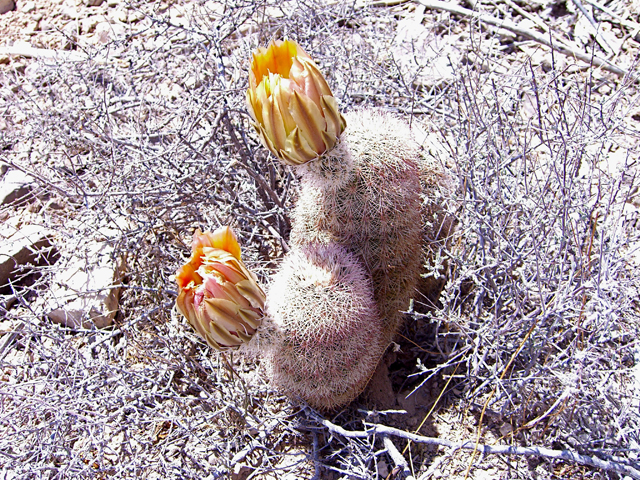 Echinocereus dasyacanthus (Texas rainbow cactus) #27474