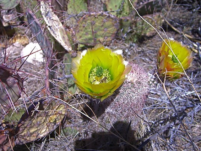 Echinocereus dasyacanthus (Texas rainbow cactus) #27477