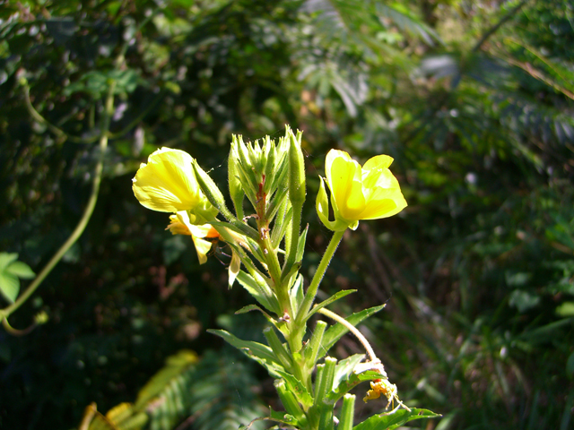 Oenothera biennis (Common evening-primrose) #27482