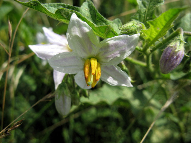 Solanum carolinense (Carolina horsenettle) #27493