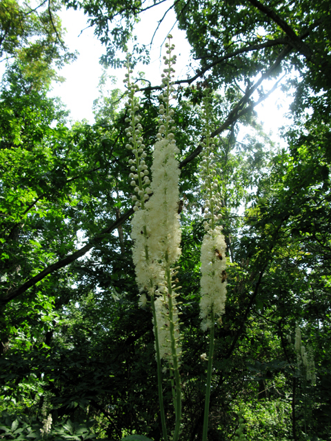 Actaea racemosa var. racemosa (Black cohosh) #27500