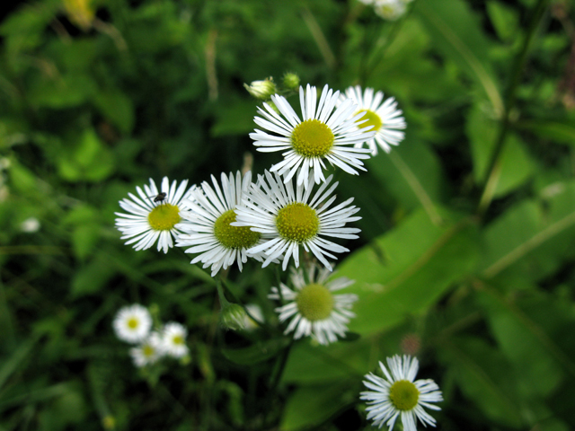 Erigeron annuus (Eastern daisy fleabane) #27504