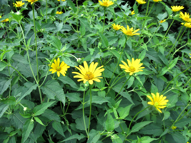 Heliopsis helianthoides (Smooth oxeye) #27507