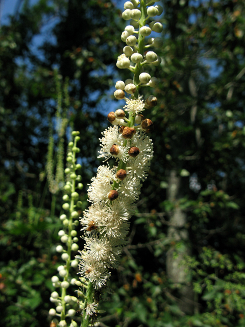 Actaea racemosa var. racemosa (Black cohosh) #27511