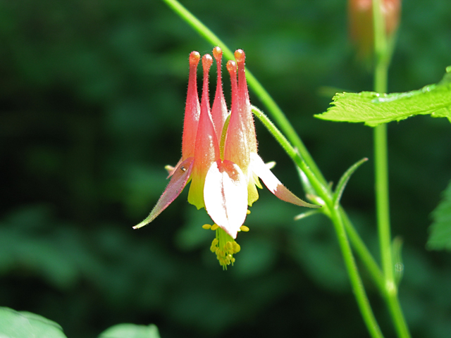 Aquilegia canadensis (Eastern red columbine) #27515