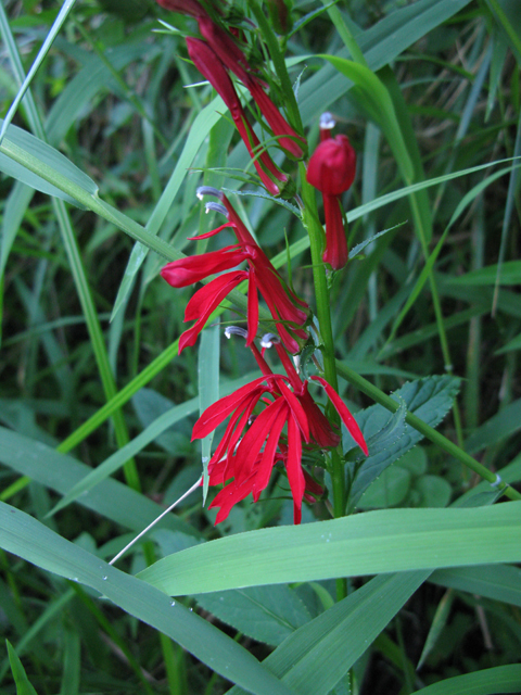 Lobelia cardinalis (Cardinal flower) #27522