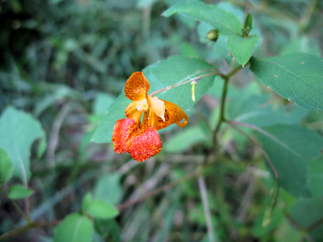 Impatiens capensis (Jewelweed) #27523