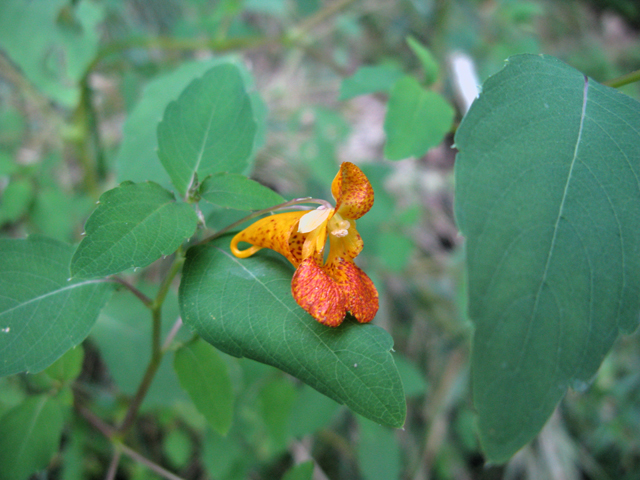 Impatiens capensis (Jewelweed) #27524