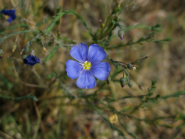 Linum lewisii (Wild blue flax) #27526