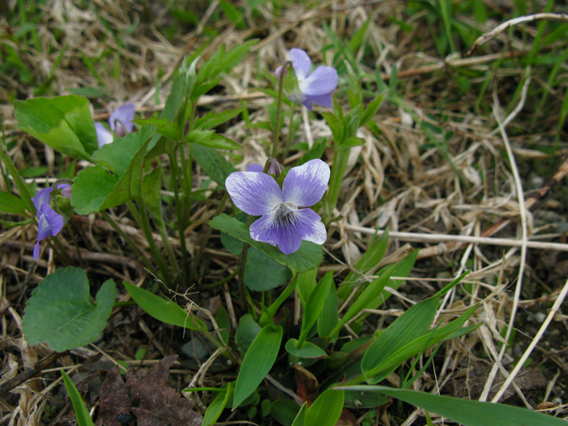 Viola cucullata (Marsh blue violet) #27827