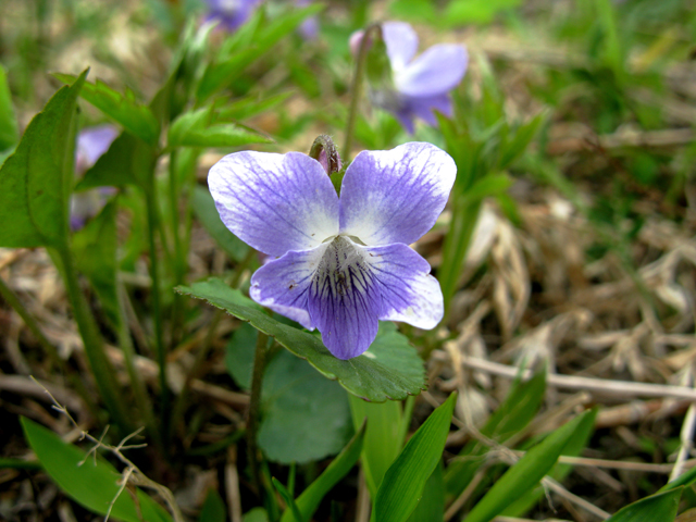 Viola cucullata (Marsh blue violet) #27828