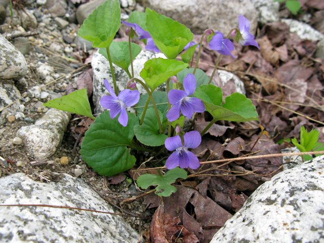 Viola cucullata (Marsh blue violet) #27829