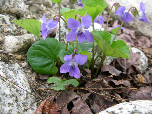 Viola cucullata (Marsh blue violet) #27830