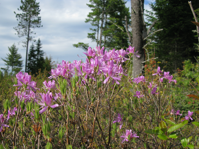Rhododendron canadense (Rhodora) #27843