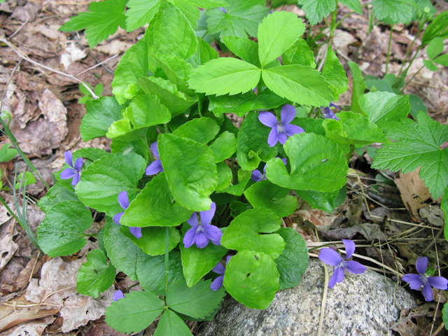 Viola cucullata (Marsh blue violet) #27844