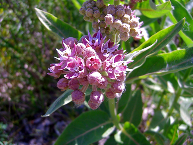 Asclepias speciosa (Showy milkweed) #27850