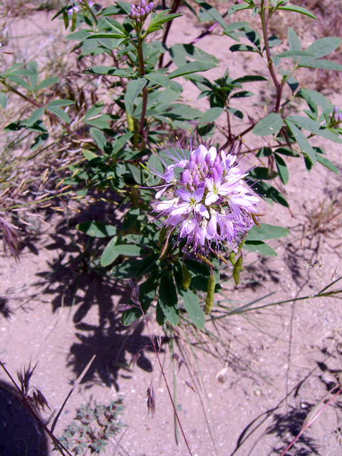 Peritoma serrulata (Rocky mountain bee-plant) #27851