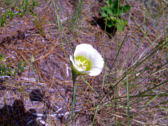 Calochortus gunnisonii (Gunnison's mariposa lily) #27855