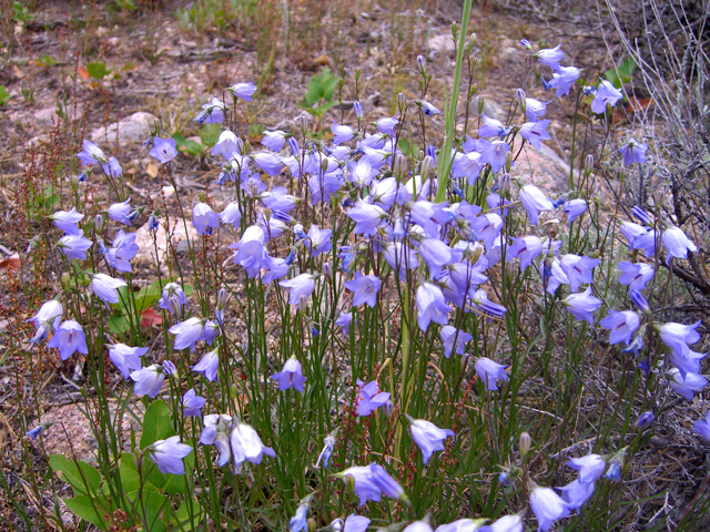 Campanula rotundifolia (Bluebell bellflower) #27857