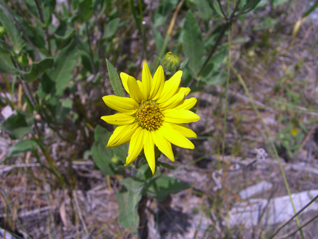 Helianthus pumilus (Little sunflower) #27868