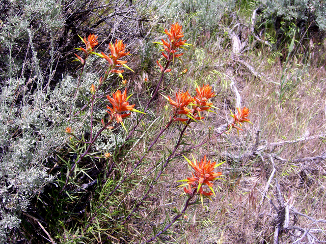Castilleja linariifolia (Wyoming indian paintbrush) #27870
