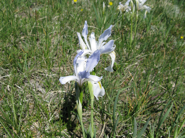Iris missouriensis (Rocky mountain iris) #27883