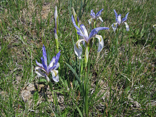 Iris missouriensis (Rocky mountain iris) #27884