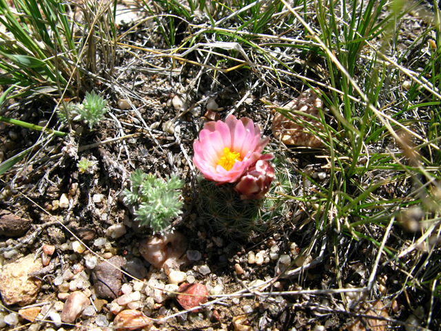 Pediocactus simpsonii (Simpson hedgehog cactus) #27887