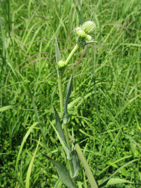 Eryngium yuccifolium (Rattlesnake master) #28350