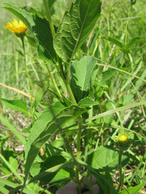 Silphium integrifolium (Wholeleaf rosinweed) #28356